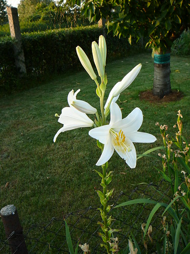 weiße Lilie (01)