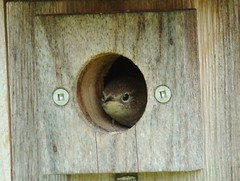 House wren gives me the stinky eye