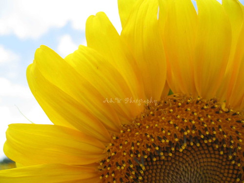 Sunflower2WM
