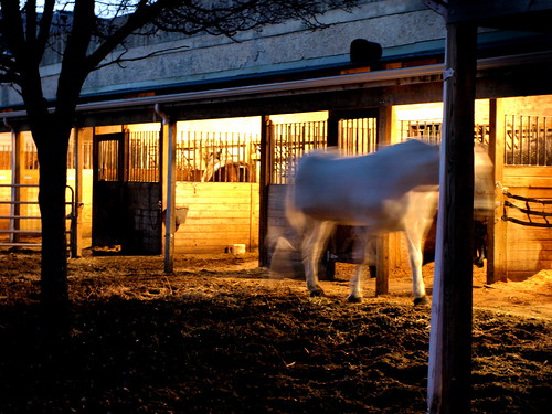 Ghost Horse by Amanda Shoulson