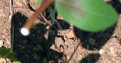 Spurge stem showing milky sap