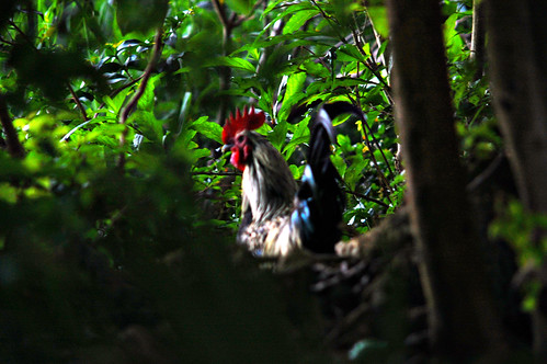 Free Range Bermuda Forest Rooster