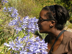 Stopping to smell the Lily of the Nile (Agapanthus)