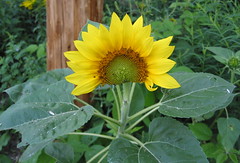 Feral sunflower
