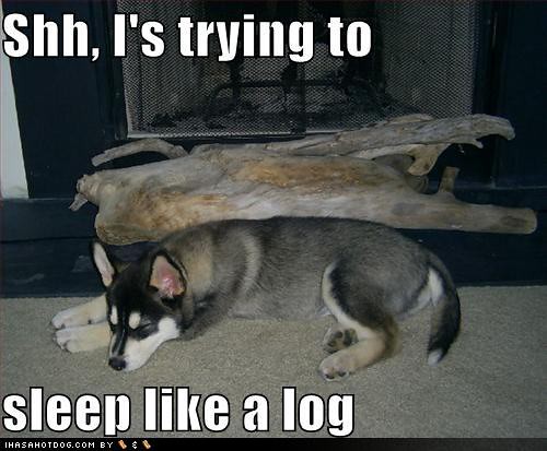 funny-dog-pictures-dog-tries-to-sleep-like-a-log 2011
