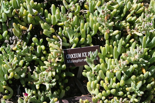 Ice plant succulent