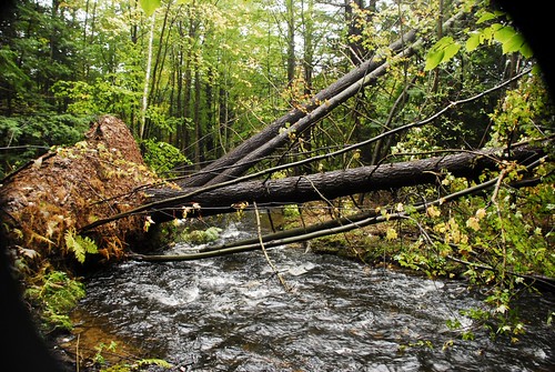 Trees Down at the Brook
