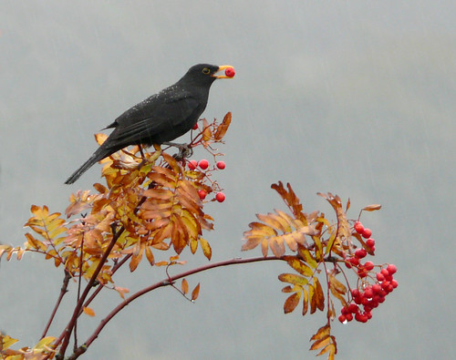 Blackbird on Rowan