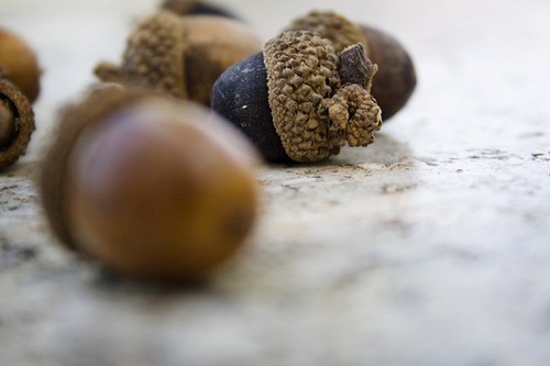 i love acorns