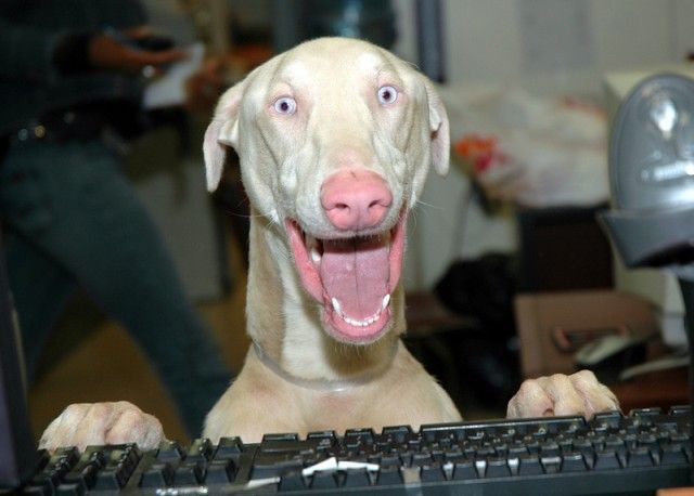 dog using a computer WOOW