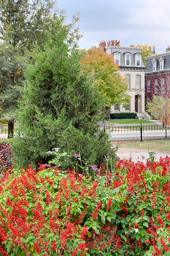 Lafayette Square Neighborhood, in Saint Louis, Missouri, USA - Lafayette Park - red flowers