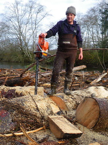 bucking the big Spruce log