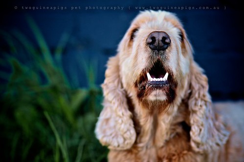 Nice teeth Cocker Spaniel Buddy by twoguineapigs pet photography, dog portrait