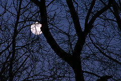 Full moon trough the trees 
