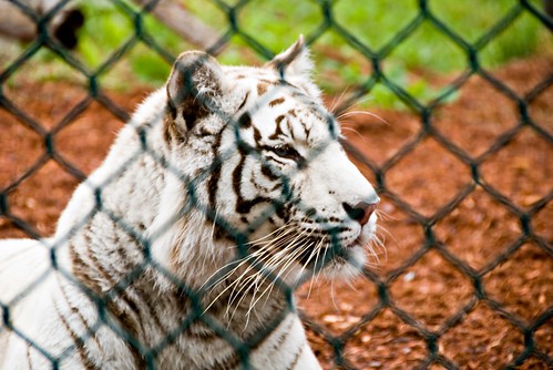 York Zoo 06-16-08 21.jpg