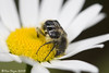 Beetle on a Flower