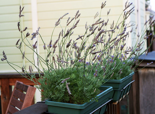 Lavender plants: Still alive! 