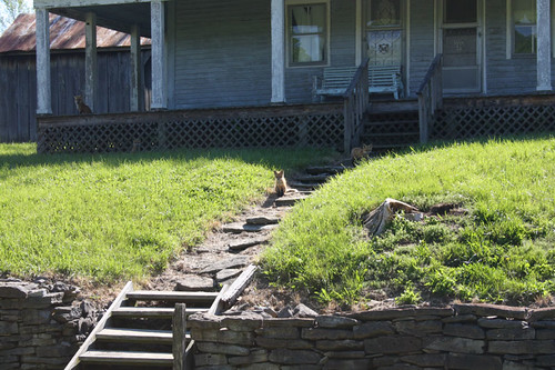 Family of foxes (Red fox, Vulpes vulpes) make a home of abandoned house