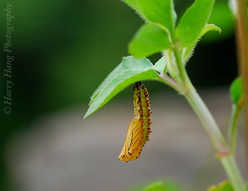 3_3760-Butterfly Pupa (chrysalis) 細蝶-蛹 by Harry‧黃基峰‧Taiwan.