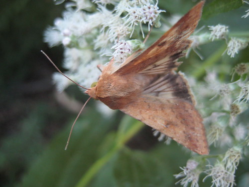 little brown moth