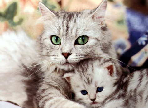 adorable cat and kitten