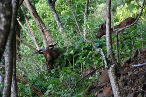 Wild Goats of Kauai