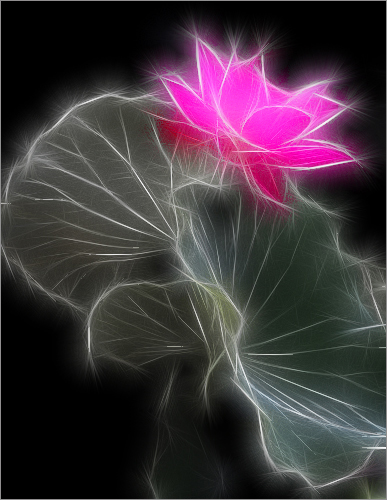 Pink Flower (Lotus) - Fractalius / nature / - IMG_6843 - زهرة اللوتس, ハスの花, 莲花, گل لوتوس, Fleur de Lotus, Lotosblume, कुंद, 연꽃