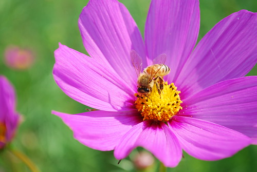 bee in cosmos