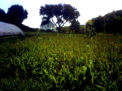 Photograph of Eerie House in Corn by Daina=
