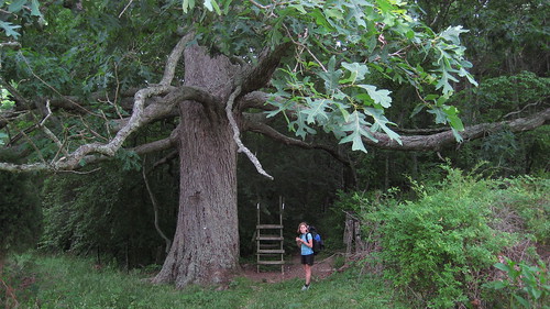 A 300 Year Old Oak