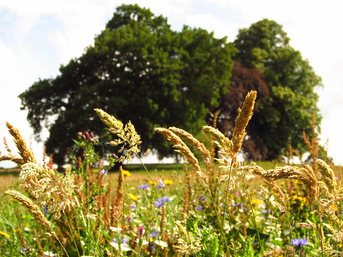Wild Flowers on Hampstead Heath