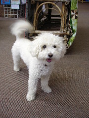 gabby - quilt shop dog