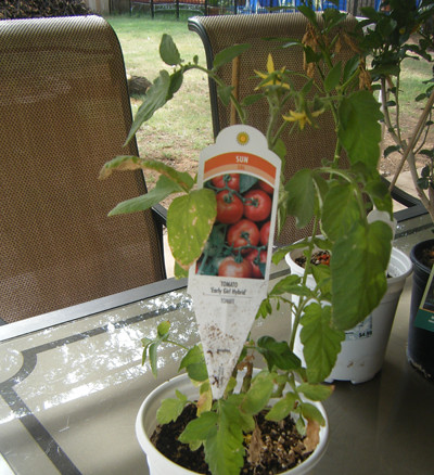 Early Girl Hybrid Tomato Plant