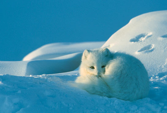 Snow Fox 2