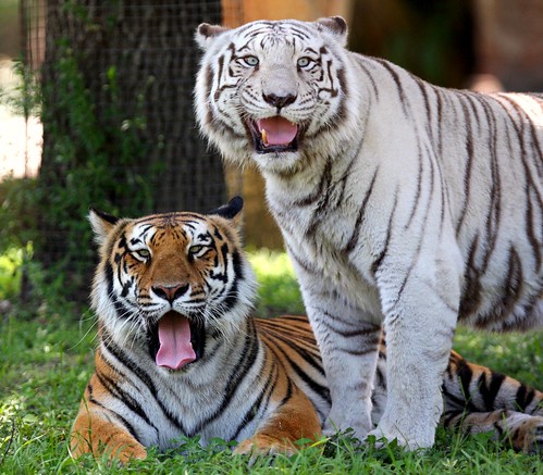 dpfunsun님이 촬영한 Bengal Tigers.