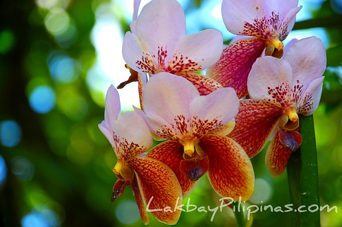 Waling Waling Orchids at Malagos Garden Resort