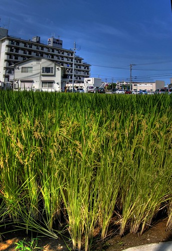 a rice field of my town