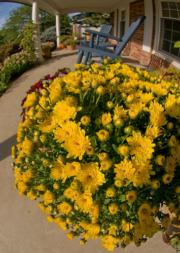Mums on the Porch