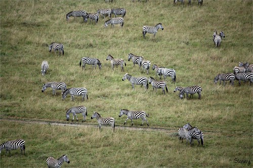 你拍攝的 16 Masai Mara - Balloon Safari - Zebra。