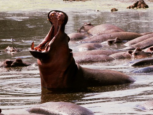 Hippo yawn hippopotamus