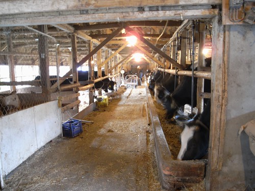 植村牧場さんの牛たち