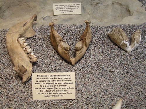  Mastodon & Pygmy Mammoth Jawbones 