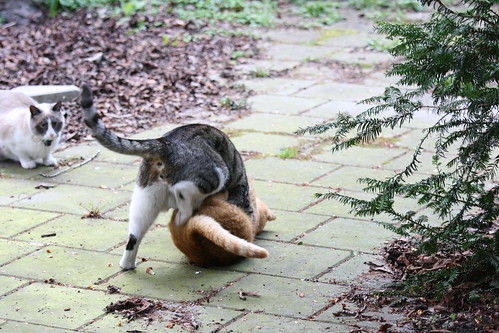 Cat's judo