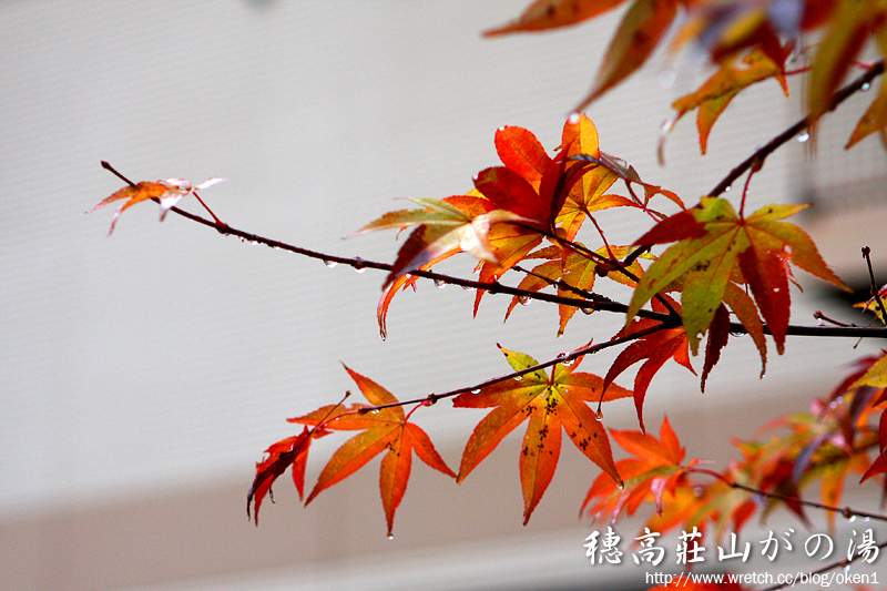 楓葉(Maple Leaf)