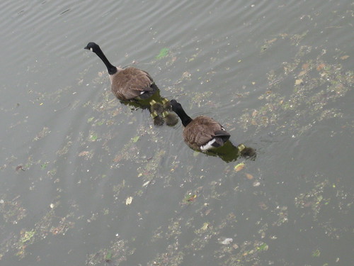 Canadian Goose Family