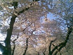 Afternoon Blossoms