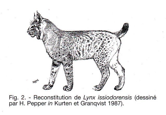 Lynx issiodorensis: reconstitution par H. PEPPER 1987