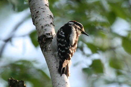 Downy Woodpecker {Picoides pubescens}