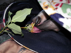 Pua gets a rose