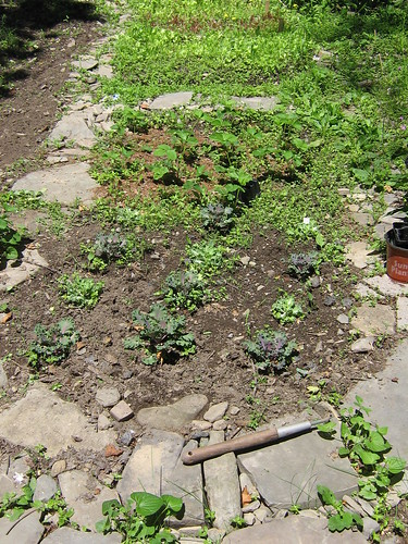 Flowering kale, strawberries, lettuce